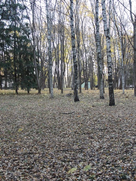 Березки на месте храма - Волынское