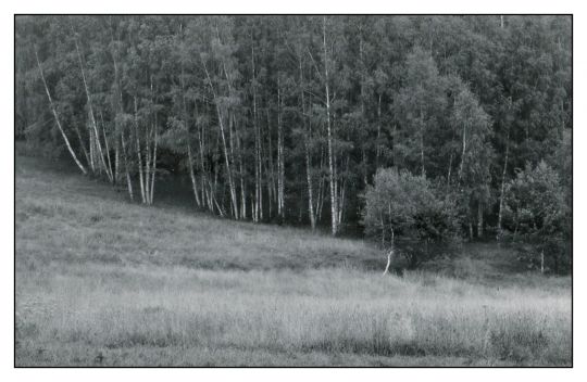 Усадьба Братцево вечером (фрагмент)
Фрагмент фото показывает лес.
Ключевые слова: Усадьба Братцево;
